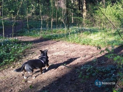 Чипирование домашних животных: необходимость или прихоть?