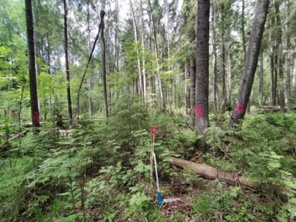 Предварительные итоги государственного лесопатологического мониторинга лесов Псковской области