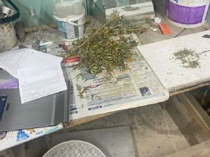 Три куста конопли вырастил новгородец в гараже