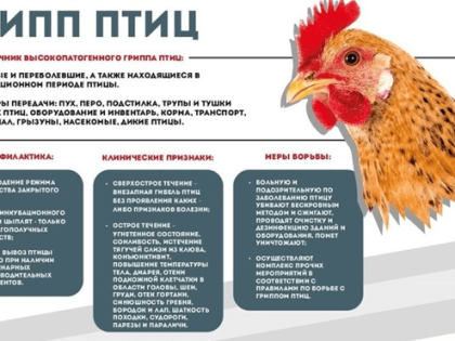 ОСТОРОЖНО, ГРИПП ПТИЦ!