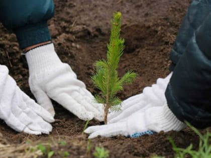 Новгородская область присоеденится к акции «Сад памяти» в апреле