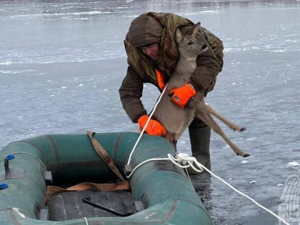 Инспектор национального парка и новгородские пожарные спасли застрявшую на льду косулю