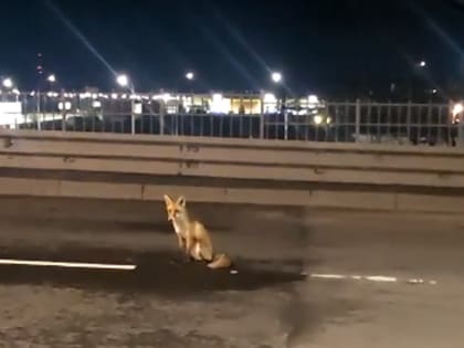 Новгородцы ночью увидели лису на Колмовском мосту