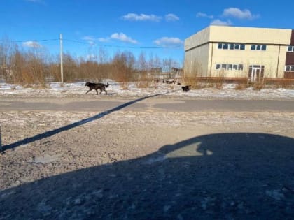 На Колмовской набережной в Великом Новгороде выловили двух бродячих собак