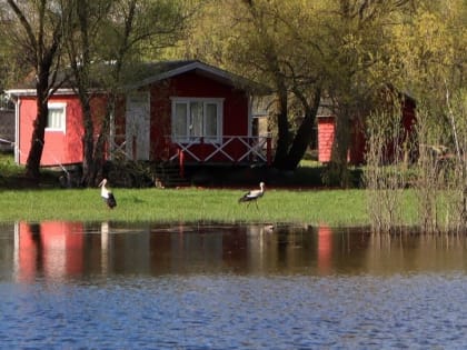 В одном из парков Великого Новгорода поселились аисты и белая цапля