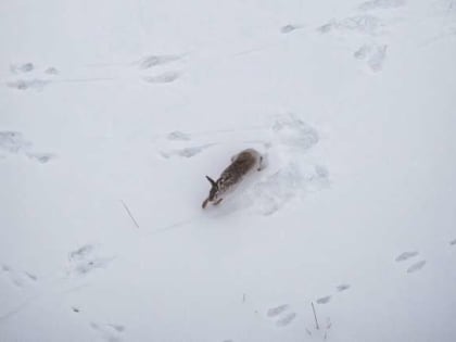 В Новгородском районе пилоты аэростата спасли зайца от лисиц