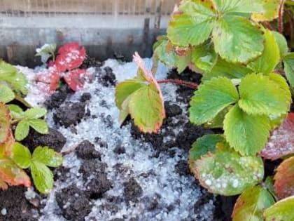 Великий Новгород присыпало снежной крупой