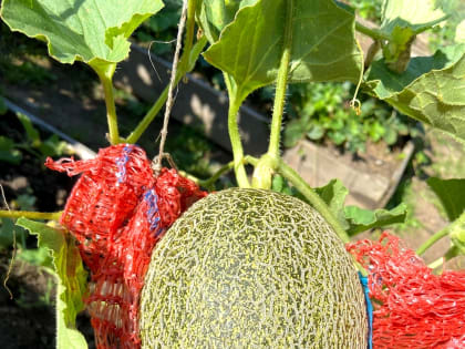 Рушанка раскрыла секрет выращивания арбузов и дынь на дачном участке