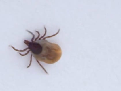 От укусов клещей в Новгородской области пострадали уже более 1200 человек