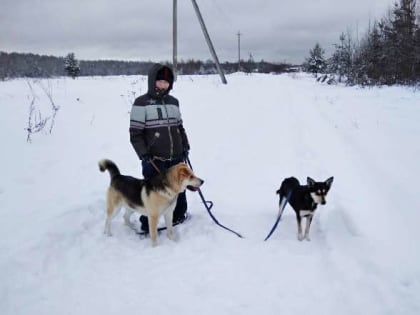 В городе Пестово откроют приют для животных