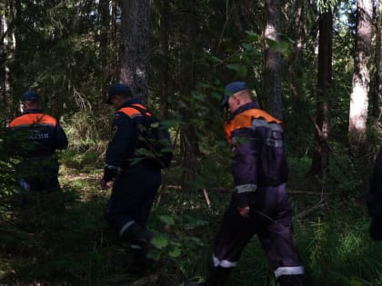 В Старорусском районе нашли заблудившуюся в лесу мать с детьми