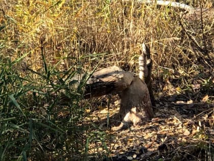 В парке «Красное поле» к строительству приступили бобры