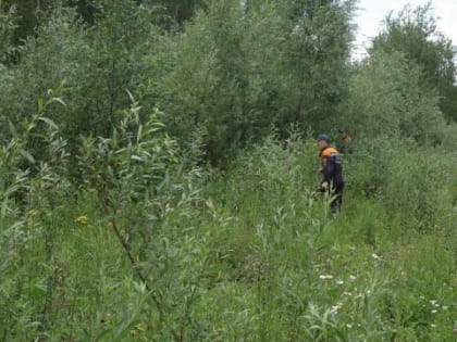 В Парфинском районе со 2 сентября ищут пропавшую в лесу женщину