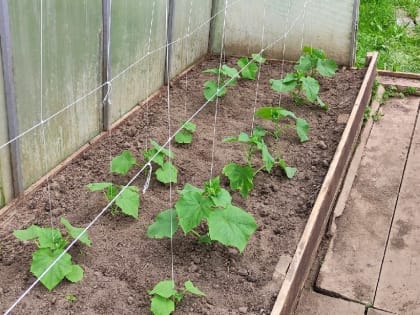 Эксперты раскрыли секрет успешной высадки рассады в грунт