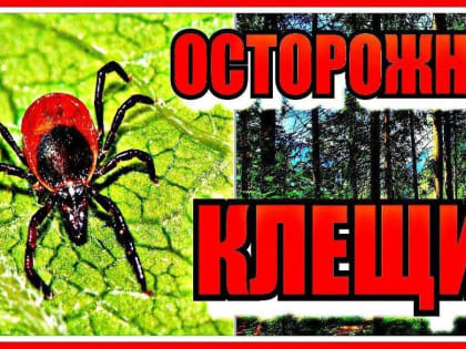 В Новгородской области 22 человека заболели клещевым боррелиозом