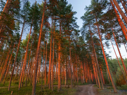 За неделю клещи покусали сотню новгородцев