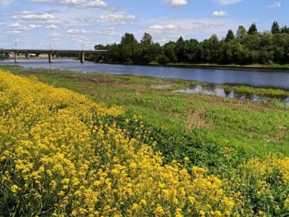 Очередной всплеск жары прогнозируют синоптики в Новгородской области