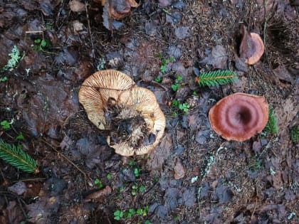 Январская погода установила уже три рекорда в Великом Новгороде, четвёртый — «на носу»