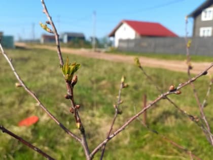 В Новгородской области в понедельник ожидается до плюс 22 градусов