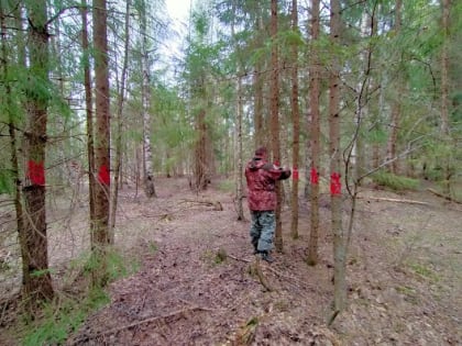 В лесах Псковской области завершились работы по регулярным наземным наблюдениям