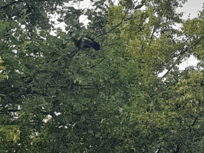 В центре Великого Новгорода спасли застрявшую на дереве птицу