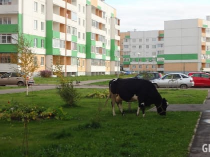 Более 40 тысяч тонн молока надоили в Новгородской области