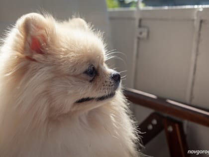 «Росгосстрах»: с какими проблемами обращаются к ветеринарам владельцы домашних животных