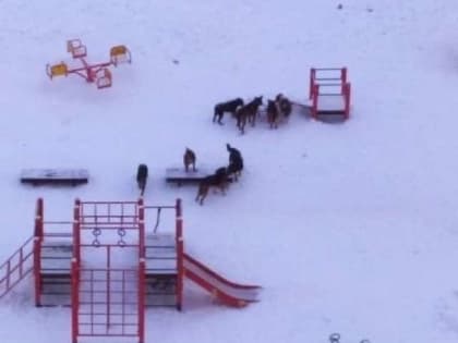 В Псковском микрорайоне Великого Новгорода поймали ещё двух бродячих собак