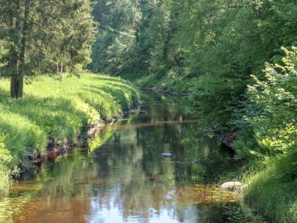 На выходных новгородцев ждет летняя погода