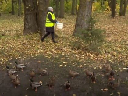 Уток накормили перловкой и защитили от паразитов