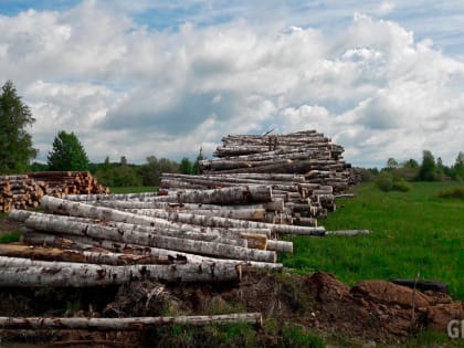 Житель Марёвского района осуждён за незаконную рубку леса