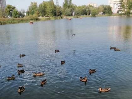 В Луговом парке в Великом Новгороде начали гибнуть утки