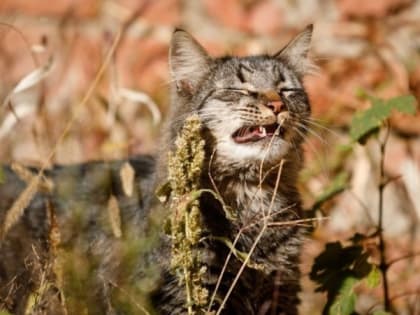 Туман и +20 градусов ожидается на Ставрополье к концу недели