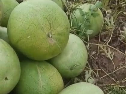 В Кисловодске пройдет первый фестиваль ягоды в 3D сердце курорта.