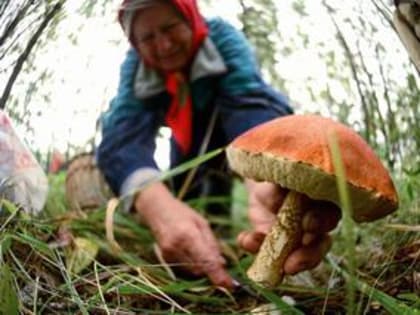 На Ставрополье с начала года 11 человек отравились грибами