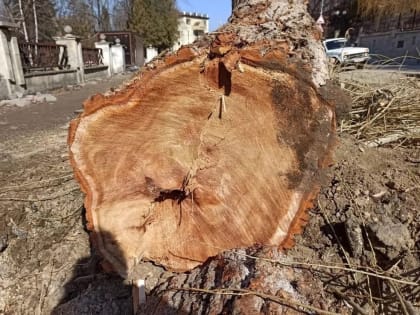 Жительница Кисловодска спилила 20 деревьев на 700 тысяч рублей