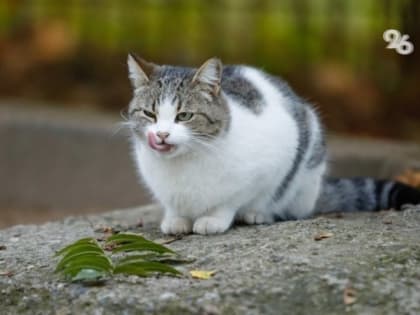 Жительницу Ставрополя будут судить за большое количество кошек в квартире