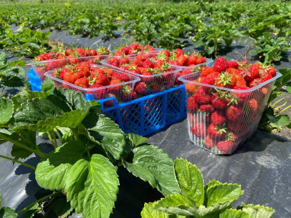 С начала этого года в Андроповском округе активно заключаются социальные контракты