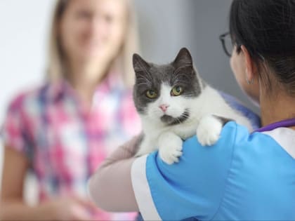 Новый порядок регистрации домашних животных