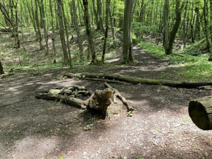 Зачем нужны лесничества и чем они занимаются, рассказал эколог из Ставрополя