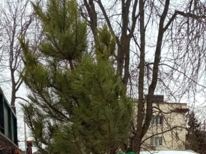 В Кисловодске юные натуралисты накормят животных переработаными елками.