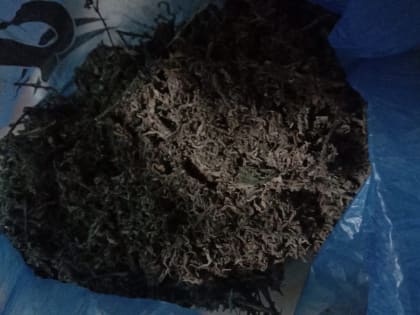 У 29-летнего жителя Апанасенковского округа изъяли более 320 граммов наркотиков