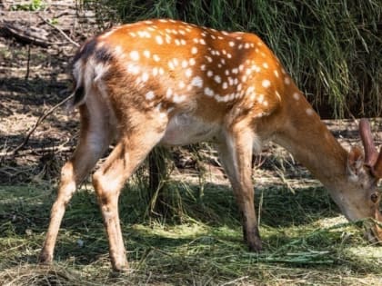 Оленей заметили в окрестностях Ставрополя