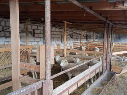 В хозяйствах Грачевского округа продолжается сложный и ответственный период – зимовка скота