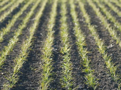 Ставрополье экспортировало за рубеж более 23 тыс. тонн зерна