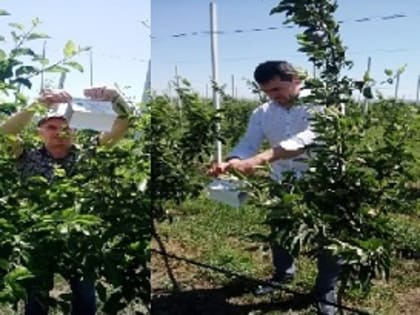 В Карачаево-Черкесской Республике проводится мониторинг на выявление карантинных вредных организмов