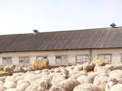 Научно-практические планы развития овцеводства
в СХП ПЗ «Восток и АО СХП «Терский»