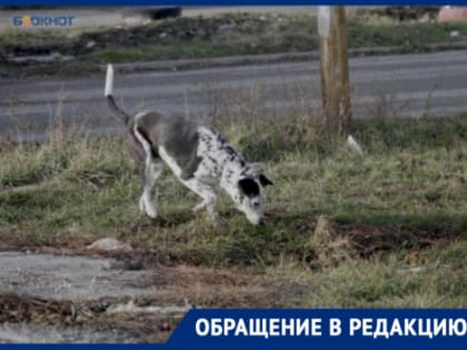 Массовое отравление собак в Ставрополе