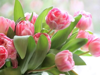 Более тысячи тюльпанов подарят женщинам в Кисловодске Гена и Чебурашка