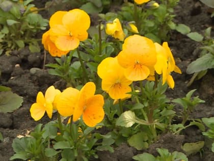 В селе Новоселицкого округа благоустроят сквер